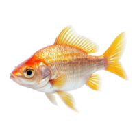 Live Abramis fish isolated on a transparent background showcasing its vibrant colors and unique features, Abramis live fishisolated on transparent background Live fish object for design png