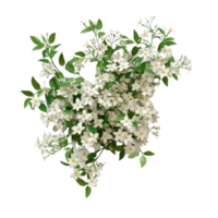 Lush jasmine flower bush with blooms against a plain background, a bush of jasmine flowers, file of isolated object with shadow on transparent background png