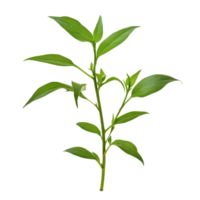 Andrographis paniculata plant isolated on a transparent background showcasing its distinct green leaves and stem structure, Andrographis paniculata plant isolated on transparent background png