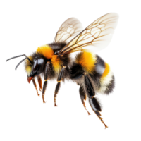 Stunning macro shot of a bumblebee in flight against a transparent background showcasing intricate details, a stunning bumblebee is flying, macro shotisolated transparent background png
