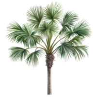The Asian Palmyra palm stands tall with a vibrant crown of fan shaped leaves in a lush setting, showcasing its beauty, Asian Palmyra palm, Toddy palm, Sugar palm transparent background png
