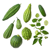 A vibrant collection of balsam apple, balsam pear, and bitter cucumber on a neutral background, balsam apple, balsam pear, bitter cucumber, bitter gourd, bitter melon on transparent background png