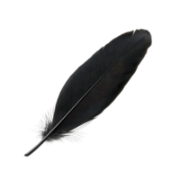 A single black bird feather resting on a pristine transparent background showcasing its intricate details and texture, Black bird feather isolated on transparent background png