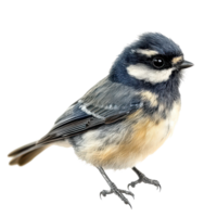 A vibrant bird perched elegantly against a transparent background showcasing its unique plumage and delicate features, Bird isolated on transparent background png