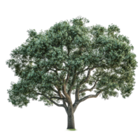 Majestic oak tree isolated on transparent background highlights its vibrant leaves and sturdy trunk features, A beautiful tree Oak isolated isolated on transparent background png