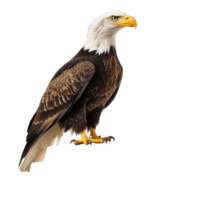 A bald eagle perched majestically atop a stack of books against a clean transparent background, bald eagle sitting on top a book, transparent background. png
