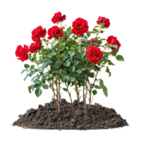 A vibrant red rose bush thriving in rich soil, showcasing lush blooms and green foliage, a red rose bush grows in the ground, file of isolated object on transparent background png