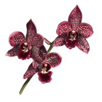 A striking maroon vinous spotted orchid branch showcasing vibrant colors and intricate patterns, A branch of a maroon vinous spotted orchidIsolate png