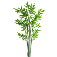 Vibrant bamboo plant showcasing lush green leaves in a bright setting, symbolizing tranquility and nature, a vibrant and tall bamboo plant with lush green leaves, transparent background. png