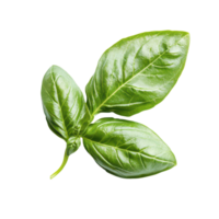 Fresh basil leaves isolated on a transparent background perfect for culinary presentations and healthy dishes, basil leaf isolated on transparent background png