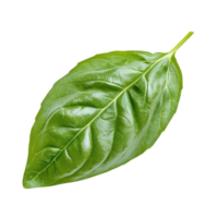 Fresh basil leaf isolated on transparent background showcasing its vibrant green color and distinct texture in bright lighting, basil leaf isolated on transparent background png