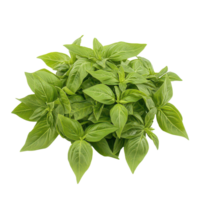 Fresh Thai basil leaves isolated against a transparent background, perfect for culinary use and herb gardening enthusiasts, basil , thai basil isolated on transparent background png