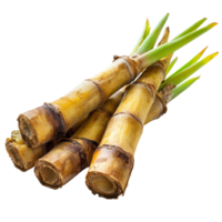 Fresh bamboo shoots isolated on a transparent background, showcasing vibrant colors and natural textures, Bamboo shoot isolated on transparent background png