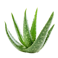 Fresh aloe vera leaf isolated on a transparent background showcasing its vibrant green color and distinct texture, aloe vera fresh leafisolated on transparent background png