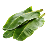 Fresh banana leaves isolated on a transparent background showcasing their vibrant green color and large size, Banana Leaves isolated on transparent background png