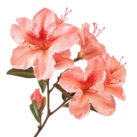 Beautiful azalea flowers in soft coral hues isolated on a clean transparent background, Azalea flowersisolated on transparent background png
