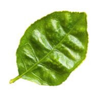 Fresh bergamot lime leaf isolated on a transparent background perfect for culinary use and aromatic applications, bergamot or Thai lime lime leaf on transparent background png