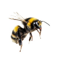 A stunning bumblebee in flight captured in macro detail against a transparent background, a stunning bumblebee is flying, macro shotisolated transparent background png