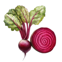 Fresh beetroot with leafy greens and a cross section showing vibrant interior color on a transparent background, beetroot vegetables and a half with leaf isolated on transparent background png