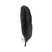A delicate black bird feather displayed on a crisp surface for artistic appreciation and natural beauty, Black bird feather isolated on transparent background png