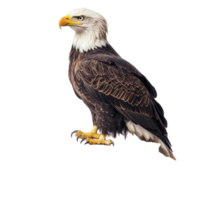 Bald eagle perched majestically on a stack of vintage books against a simple transparent background, bald eagle sitting on top a book, transparent background. png