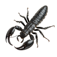 Close up of a black scorpion positioned on a clean transparent background, showcasing its distinct features and posture, Black Scorpion on transparent background png