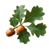 A close up view of acorns and oak leaves isolated against a transparent background highlighting nature s intricate details, Acorn branch isolated oak leaf plant nut tree, transparent background. png