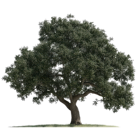 A majestic oak tree stands alone on a transparent background showcasing its lush foliage and sturdy trunk in perfect detail, A beautiful tree Oak isolated isolated on transparent background png