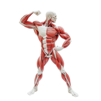 Anatomical muscle flex display showcasing detailed human muscles against a plain transparent background, Anatomical Muscle Flex Display, transparent background. png