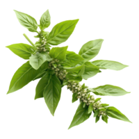 Fresh basil leaves with flowers isolated on a transparent background for culinary and gardening use, basil , thai basilisolated on transparent background png