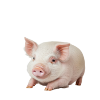 A small pig sits calmly on a plain transparent background, showcasing its cute features and soft fur, a small pig, transparent background. png