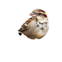 A beautiful sparrow nestled comfortably in its natural nest against a light background, beautiful sparrow in its nest on transparent background png