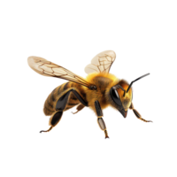 A close up of a bee walking on a blank transparent background showcasing its detailed features and movement, bee walk toward isolated on transparent background png