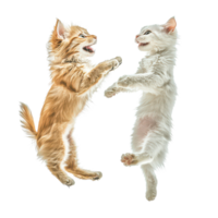 A playful dog and cat jumping together in sync against a transparent background, A playful dog and cat jumping in sync, transparent background. png