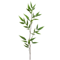 Bamboo leaves isolated on a transparent background capturing the essence of nature s simplicity and elegance, bamboo leavesisolated on transparent background png