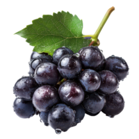 Fresh black grapes with water droplets isolated elegantly on a transparent background, Black grapes with drop of water isolated on transparent background png