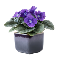 Beautiful African violet plant in a square ceramic pot enhancing home decor with vibrant colors, African Violet plant displayed in square ceramic pot isolated on solid transparent background png