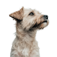 A curious dog with a light fluffy coat looks up against a transparent background in a serene indoor setting, a dogs, transparent background. png