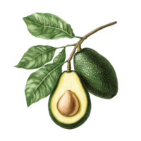 Realistic botanical illustration of avocado on a transparent background showcasing its texture and details, Avocado Botanical realistic on transparent background png