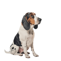 Charming basset hound poses gracefully against a clean transparent background with a dignified expression, Bas Hound, transparent background. png