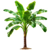Vibrant banana tree with lush green leaves against a transparent background showcasing nature s beauty, Banana Tree on transparent background, real banana tree green leaf isolate die cut file png