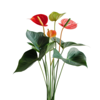 Anthurium plant displaying vibrant red and green blooms against a simple transparent background, Anthurium plant transparent background png