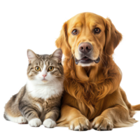 A golden retriever and a tabby cat sitting together on a transparent background, posing for a friendly portrait, A dog and a cat posing together for a picture, transparent background. png