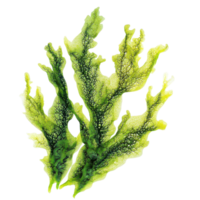 Vibrant green algae isolated on a transparent background showcasing intricate textures and patterns in natural form, Algaeisolated on transparent background Algae png