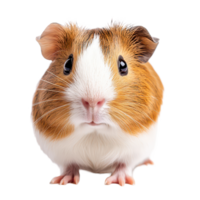 A cute guinea pig posing against a transparent background, showcasing its adorable features and curious expression, a cute guinea pig posing, transparent background. png