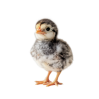 Cute baby chicken standing alone on a transparent background, showcasing its fluffy feathers and curious expression, Baby Chicken on transparent background png
