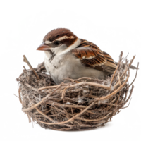 A beautiful sparrow resting peacefully in its cozy nest against a clean transparent background, beautiful sparrow in its nest on transparent background png