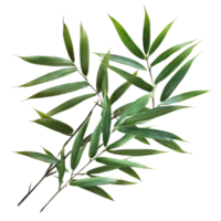 Bamboo leaves arranged artistically against a clean transparent background for a minimalist and natural aesthetic, bamboo leavesisolated on transparent background png