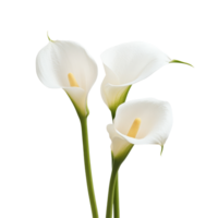Elegant calla lily flowers gracefully arranged on a bright transparent background, calla lilly flowers isolated on transparent background png