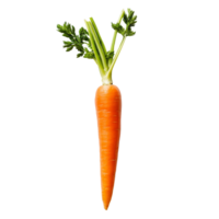 Fresh, vibrant carrot with green tops placed on a clean transparent background ready for culinary use, Fresh carrots on a transparent background png